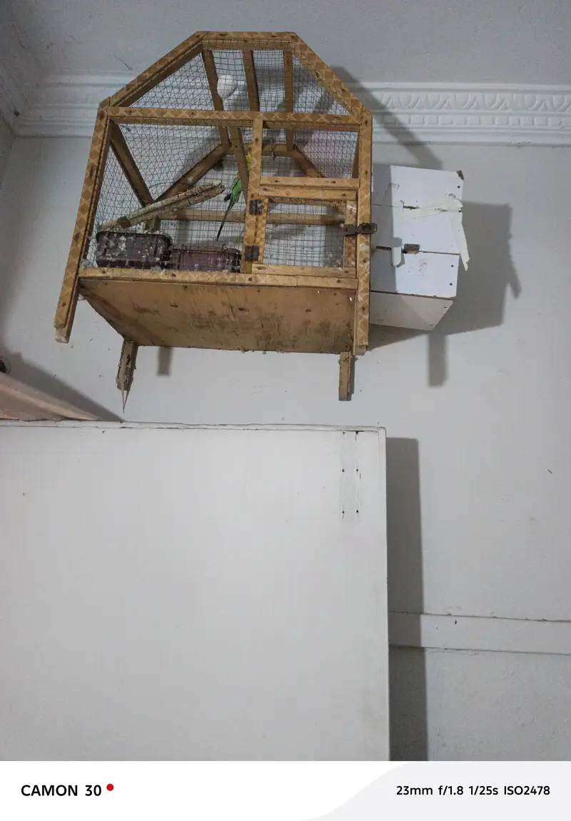 one bird only male parrot — photo 2