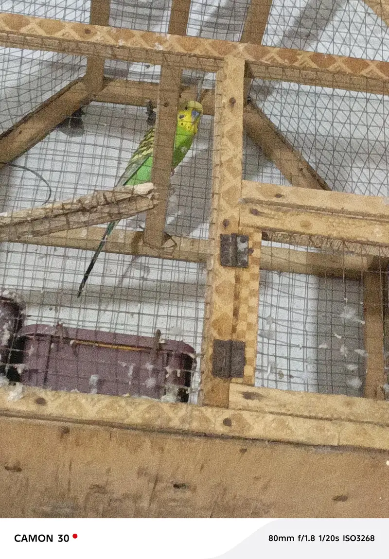 one bird only male parrot — photo 3