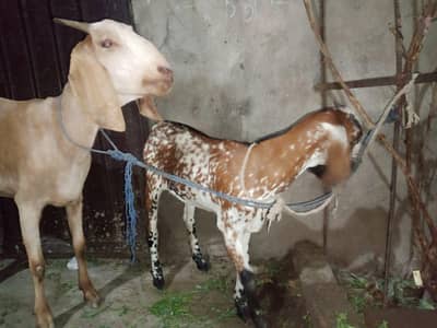 ek bakre sone wale hy 2 bachy 6 month ke ek bakre ek Bakra