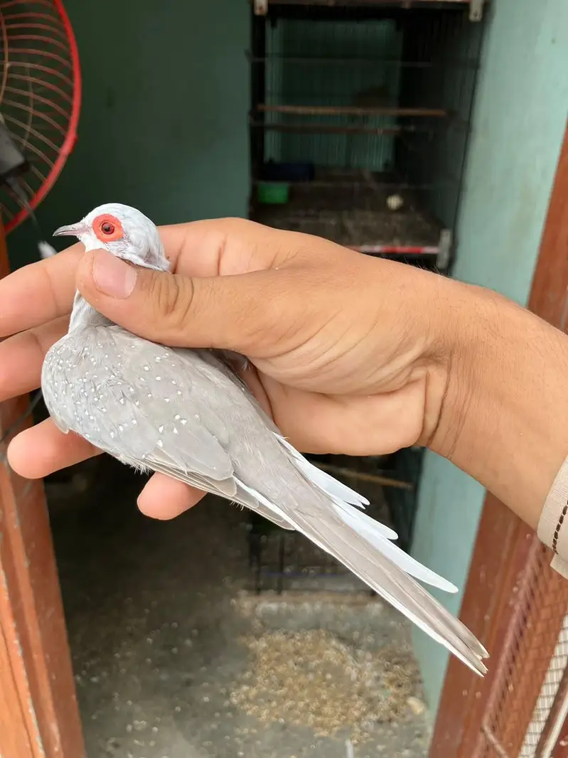 blue & red diamond pied dove — photo 5