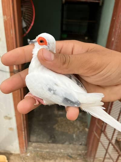 blue & red diamond pied dove