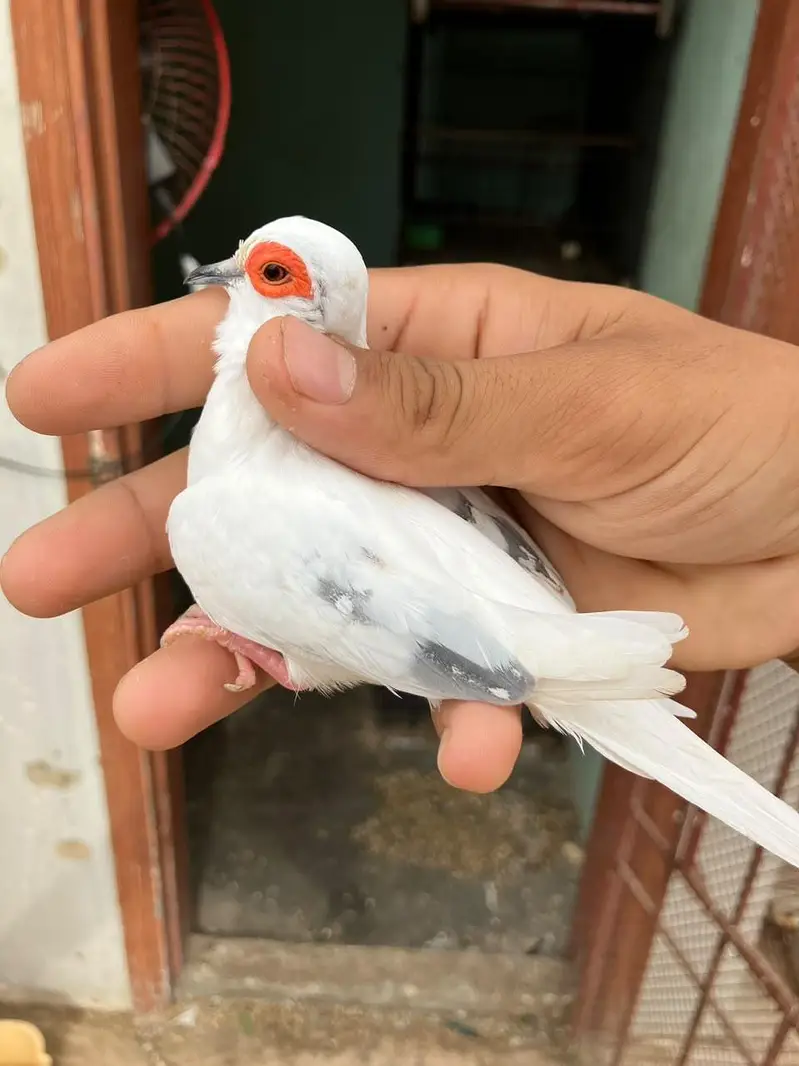 blue & red diamond pied dove