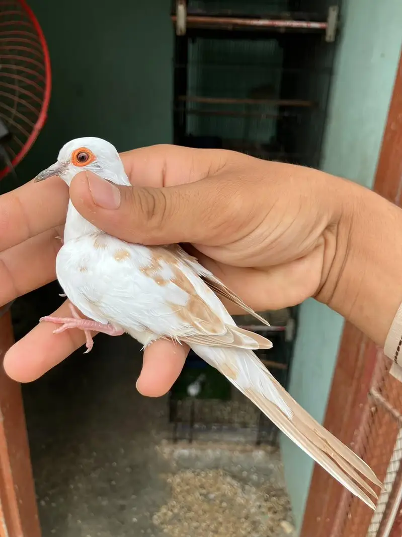 blue & red diamond pied dove — photo 2