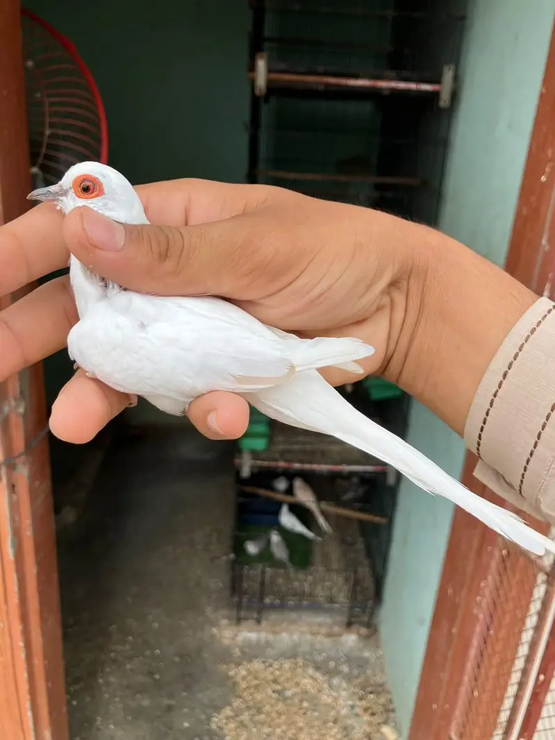 blue & red diamond pied dove — photo 3