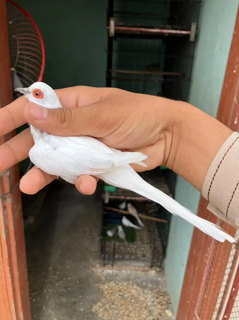 blue & red diamond pied dove — photo 4