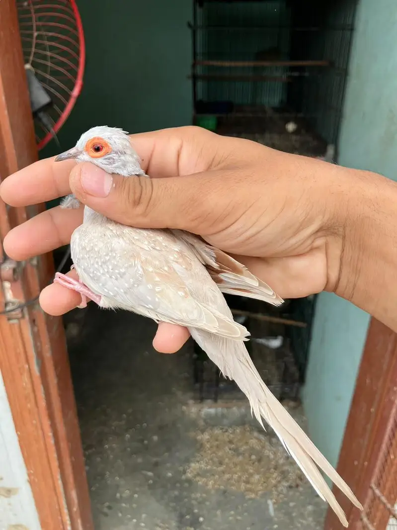 blue & red diamond pied dove — photo 6