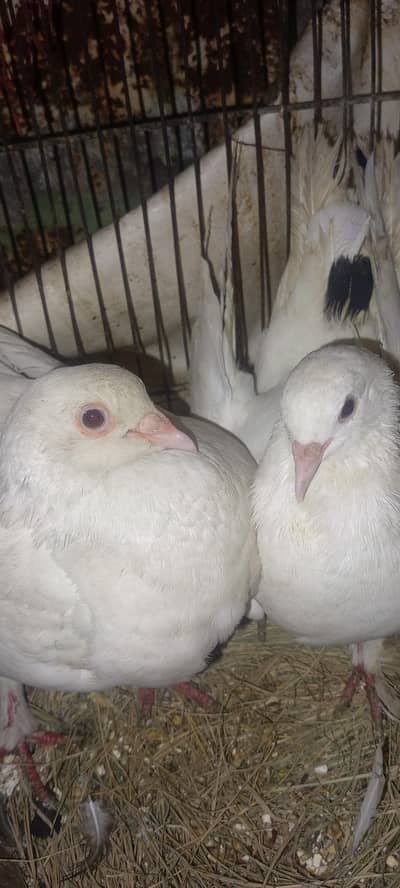 white jora he