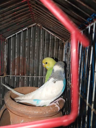 tcb parrot