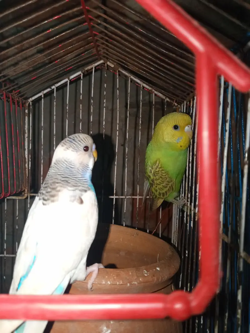 tcb parrot — photo 3