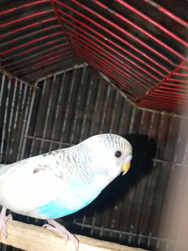 tcb parrot — photo 4