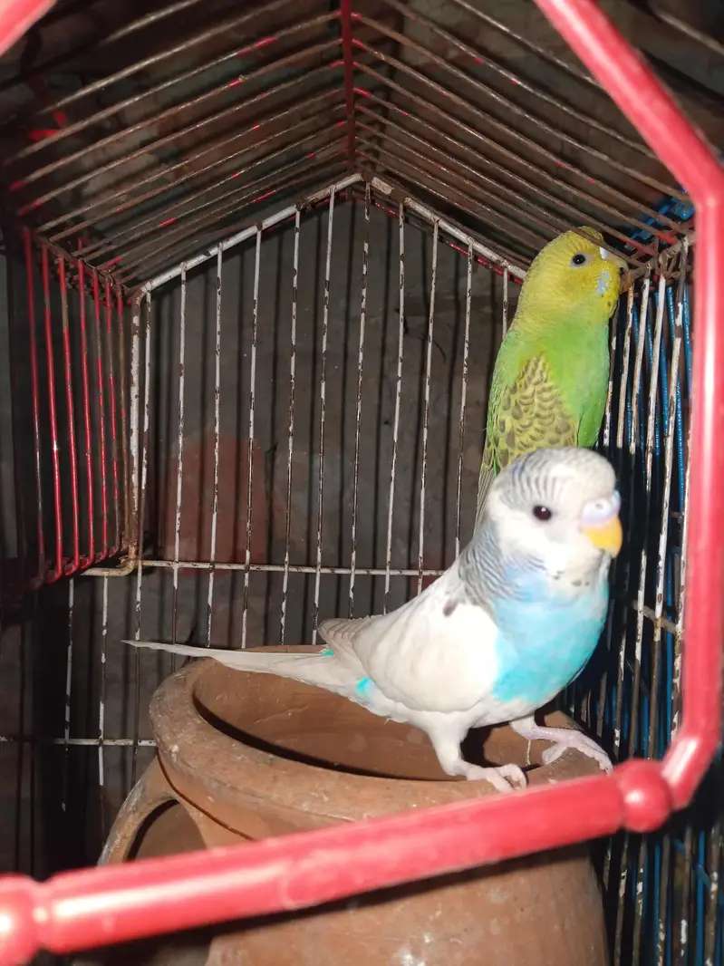 tcb parrot — photo 5