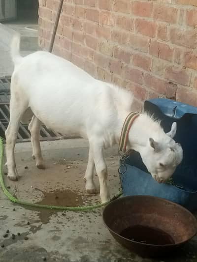 pure white gulabi tedaa bredar quality
