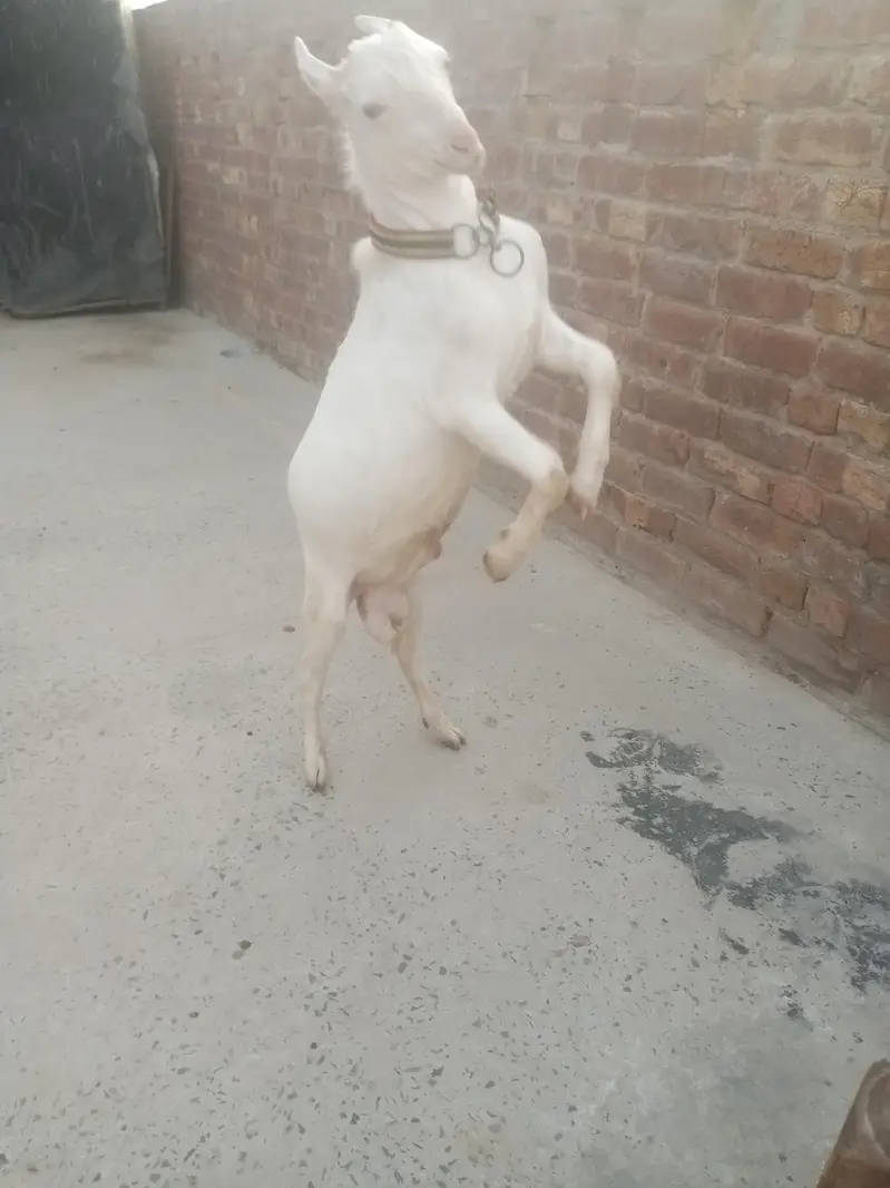 pure white gulabi tedaa bredar quality — photo 2