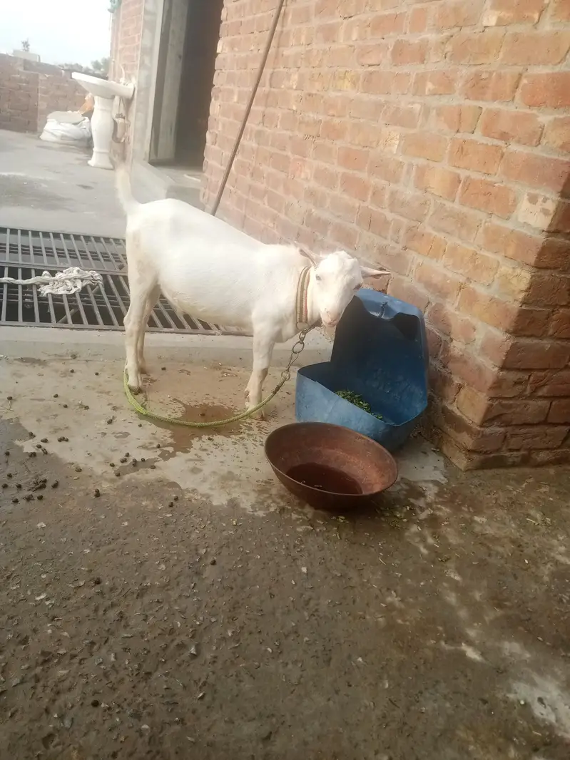 pure white gulabi tedaa bredar quality — photo 3