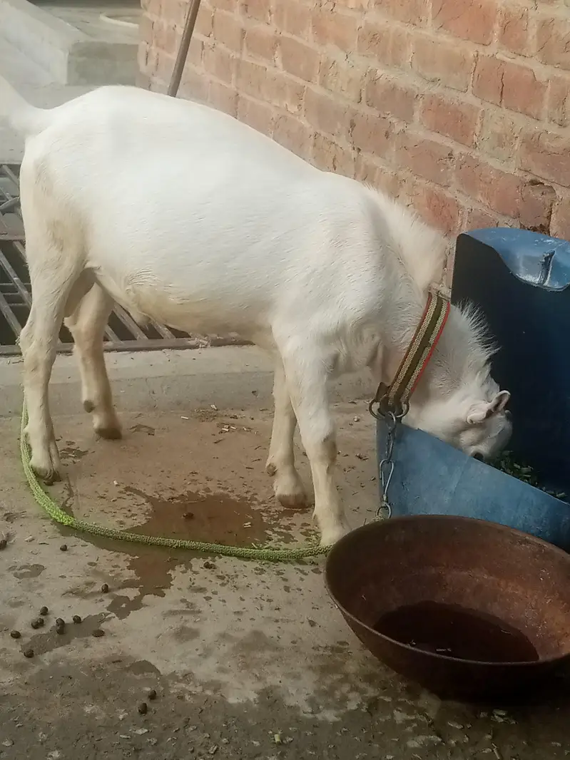 pure white gulabi tedaa bredar quality — photo 4