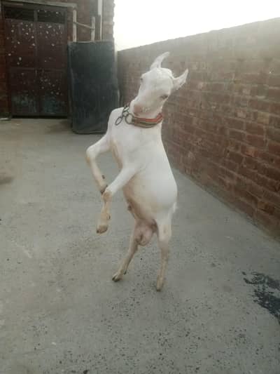 pure white gulabi tedaa bredar quality