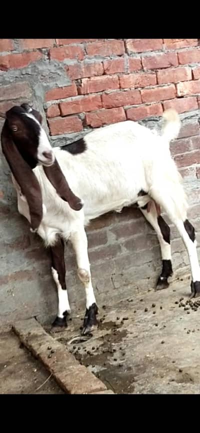 dasi bakri  gaban path