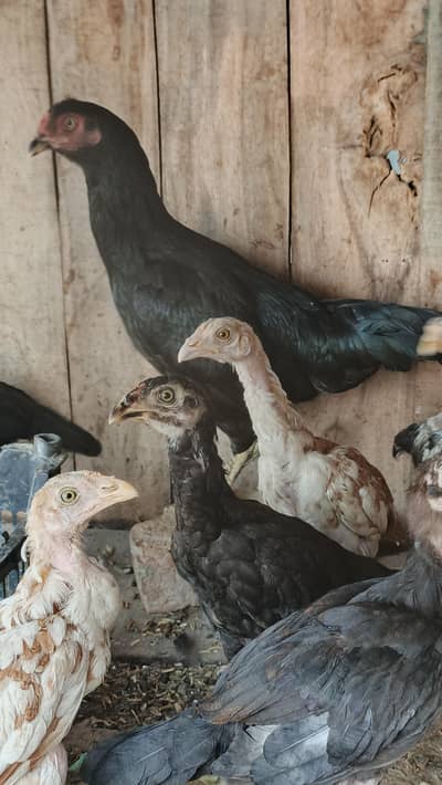 aseel breeder female