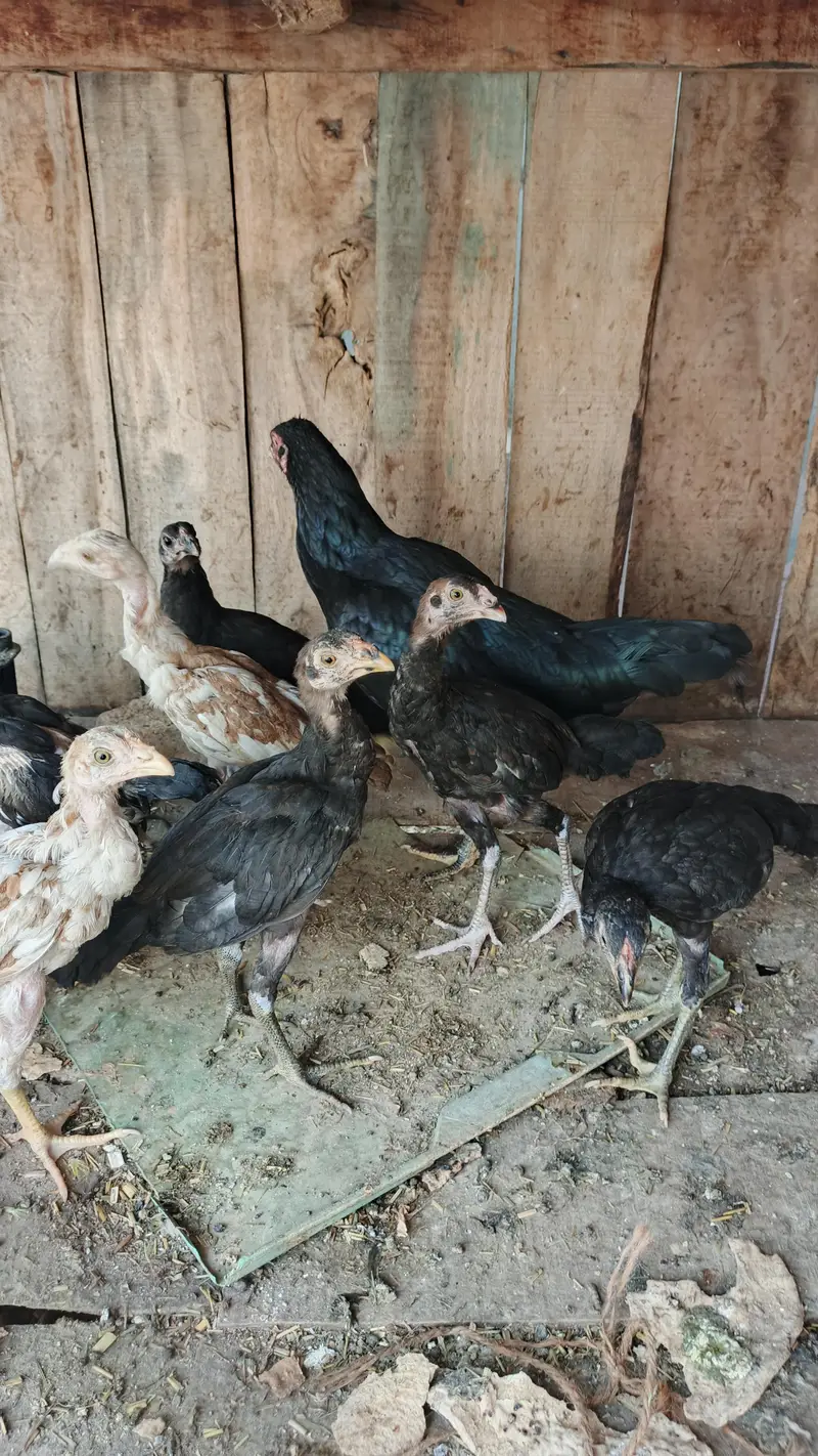 aseel breeder female — photo 2