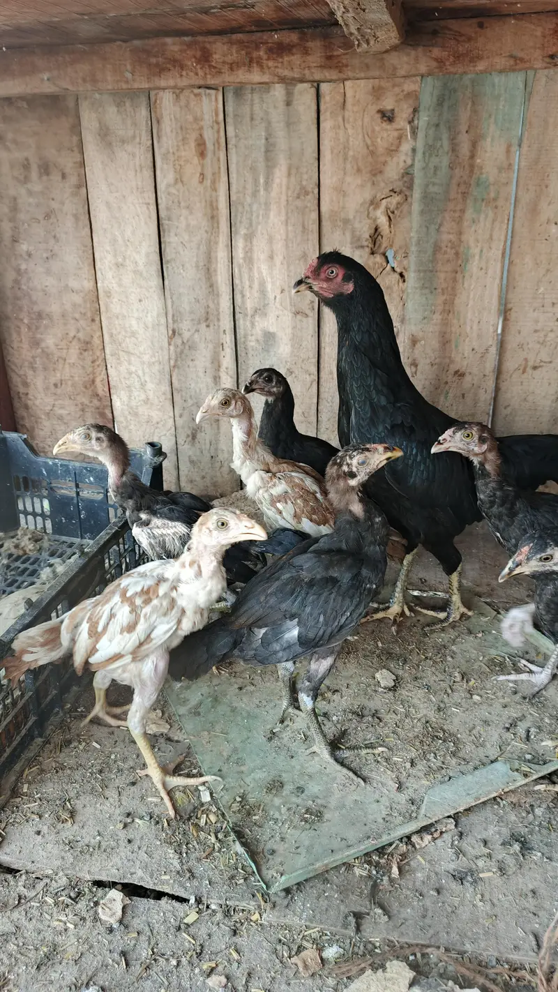 aseel breeder female — photo 3