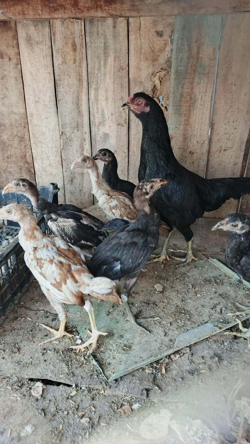 aseel breeder female — photo 4