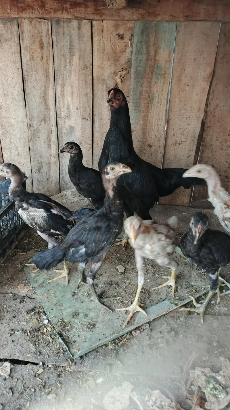 aseel breeder female — photo 5