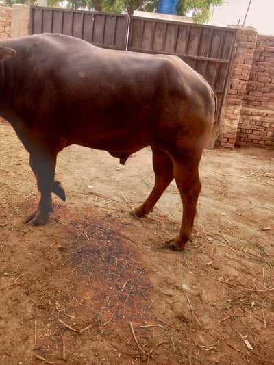 bhura breeder katta for sale