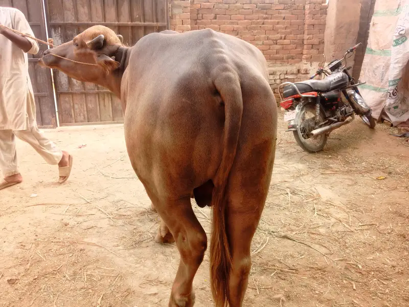 bhura breeder katta for sale — photo 2