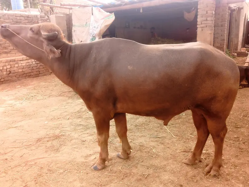 bhura breeder katta for sale — photo 3