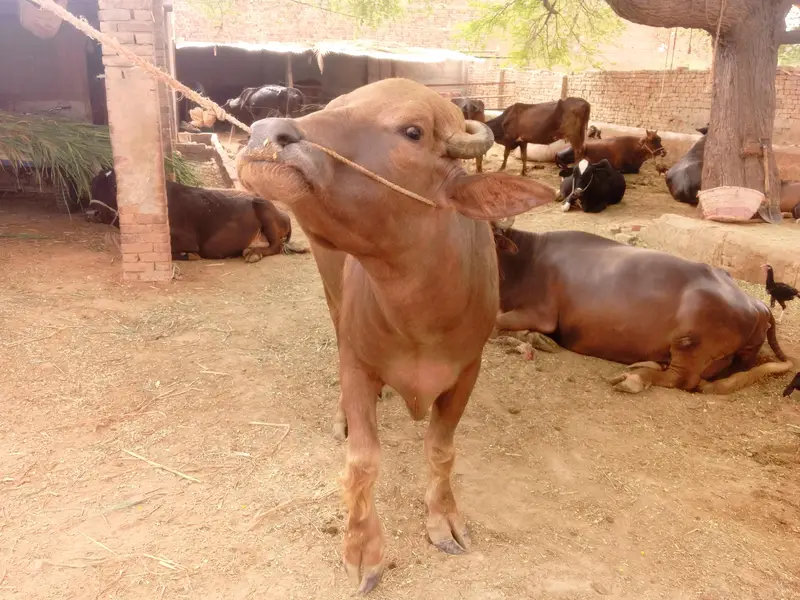 bhura breeder katta for sale — photo 4