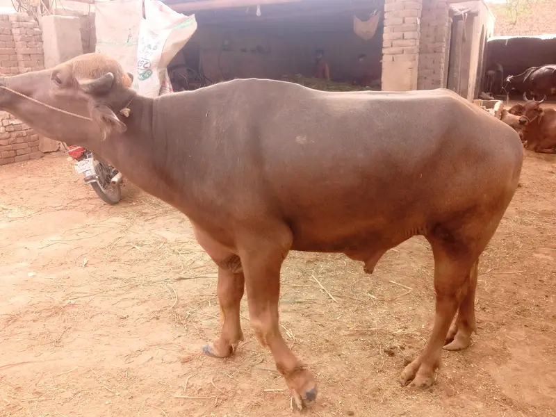 bhura breeder katta for sale — photo 5