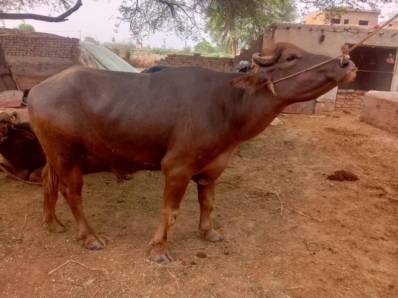 bhura breeder katta for sale — photo 6