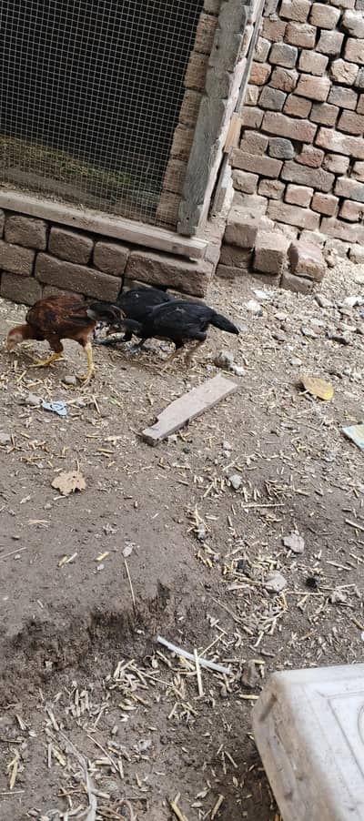 aseel chicks