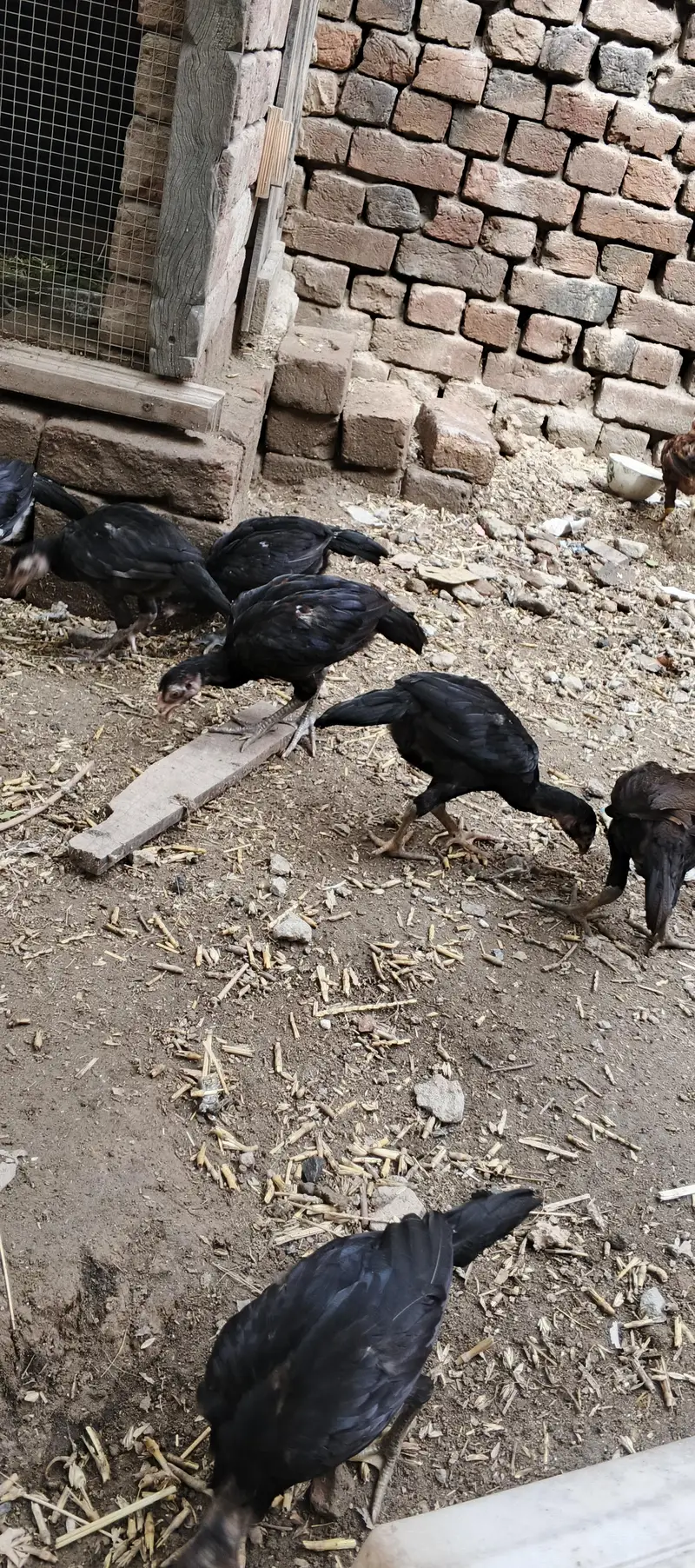 aseel chicks — photo 2