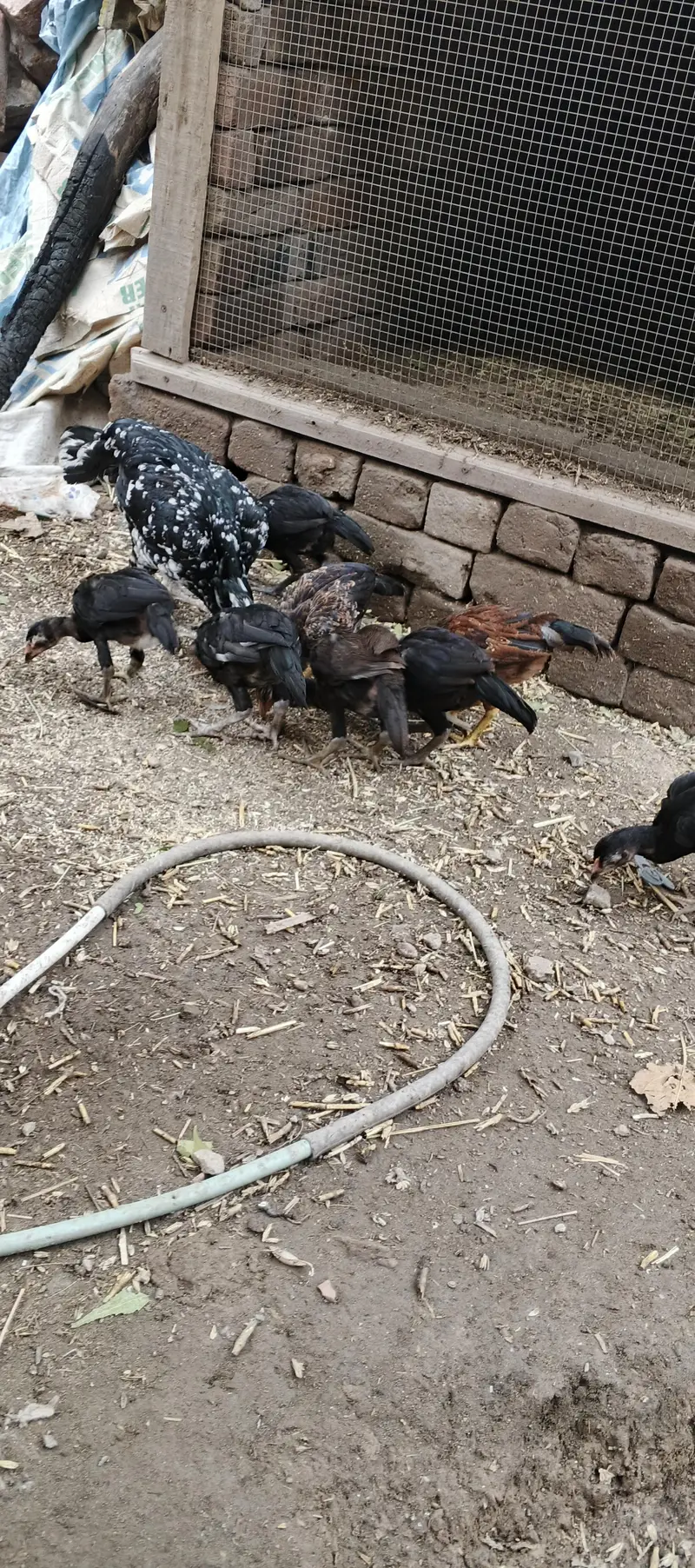 aseel chicks — photo 3