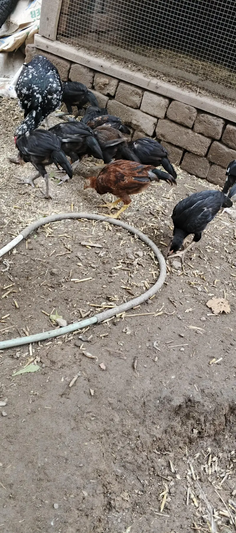 aseel chicks — photo 4