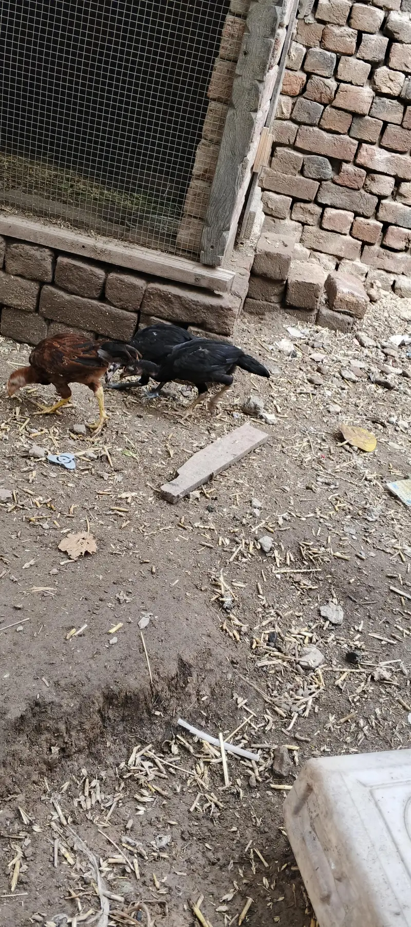 aseel chicks — photo 5