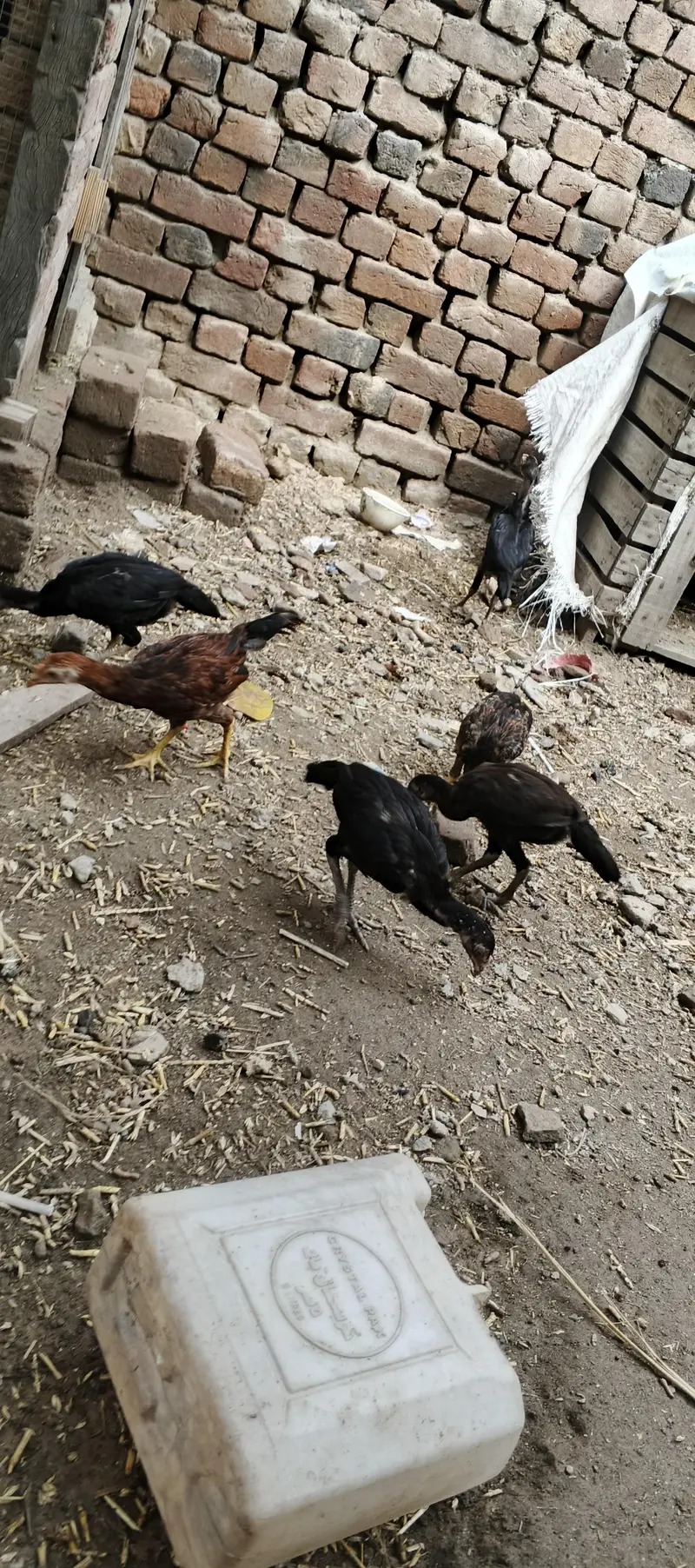 aseel chicks — photo 8