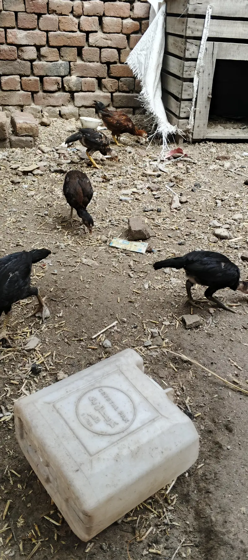 aseel chicks — photo 9