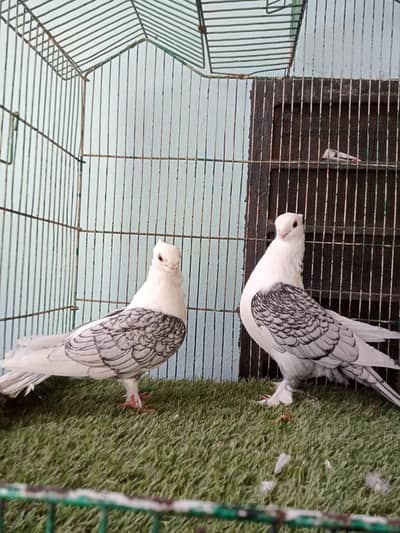Sentinent pigeon