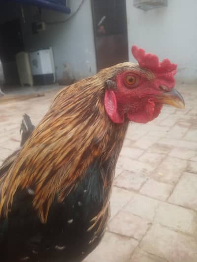 Aseel  Rooster for sale