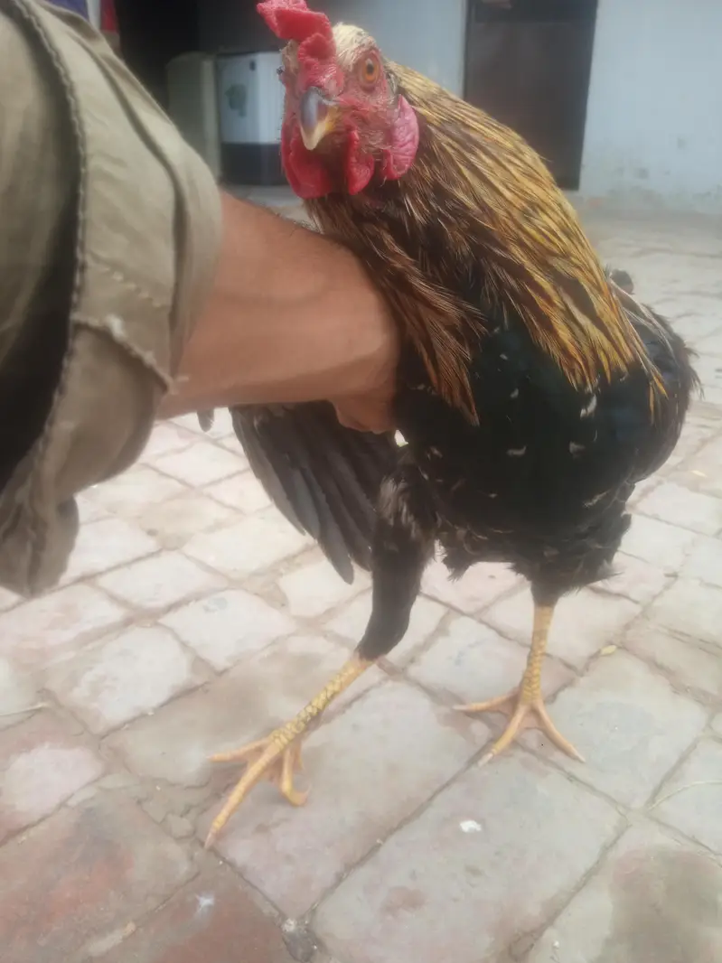 Aseel  Rooster for sale — photo 2