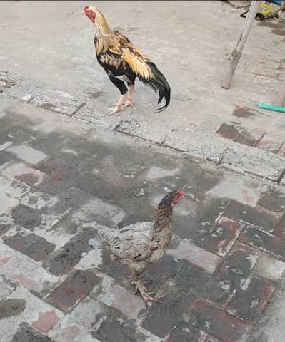 Aseel Murgai Madi For sale Hen Pure Pakistani Breed Hen