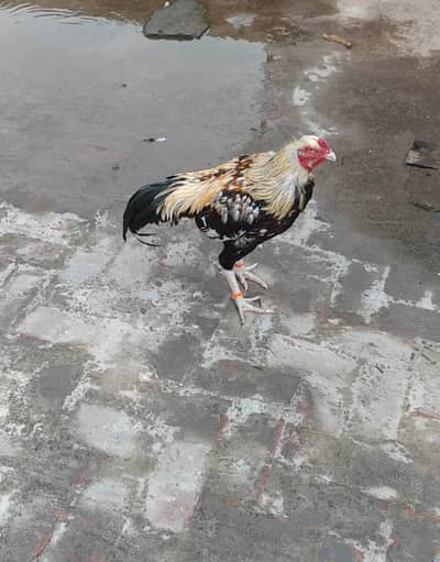 Aseel Murgai Madi For sale Hen Pure Pakistani Breed Hen