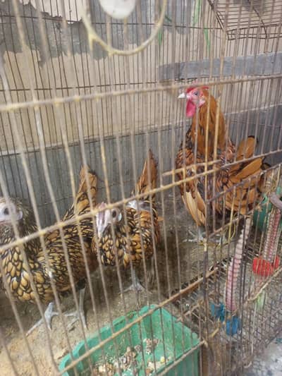 golden sebright egg laying trio