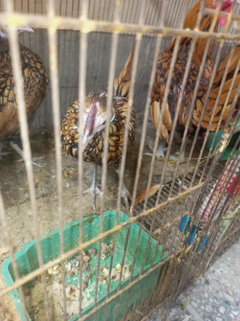 golden sebright egg laying trio — photo 2