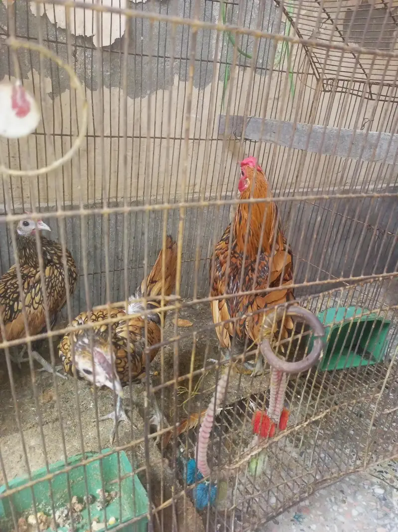 golden sebright egg laying trio — photo 3