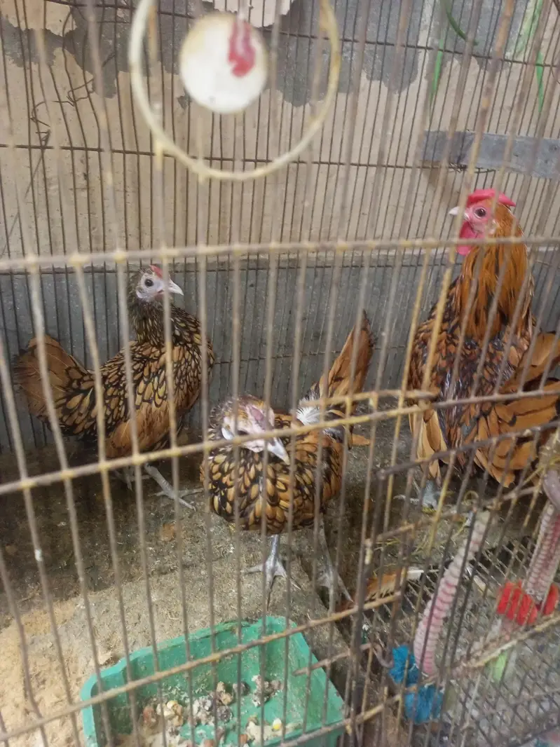 golden sebright egg laying trio — photo 4