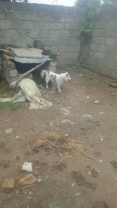 Dog for home