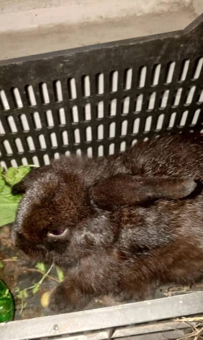 Holland lop bunny
